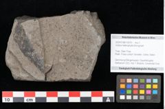 Foto (Objekt + Etikett) von Voltzia heterophylla Brongniart (NHMW-GEO-2024-0188-10579)
